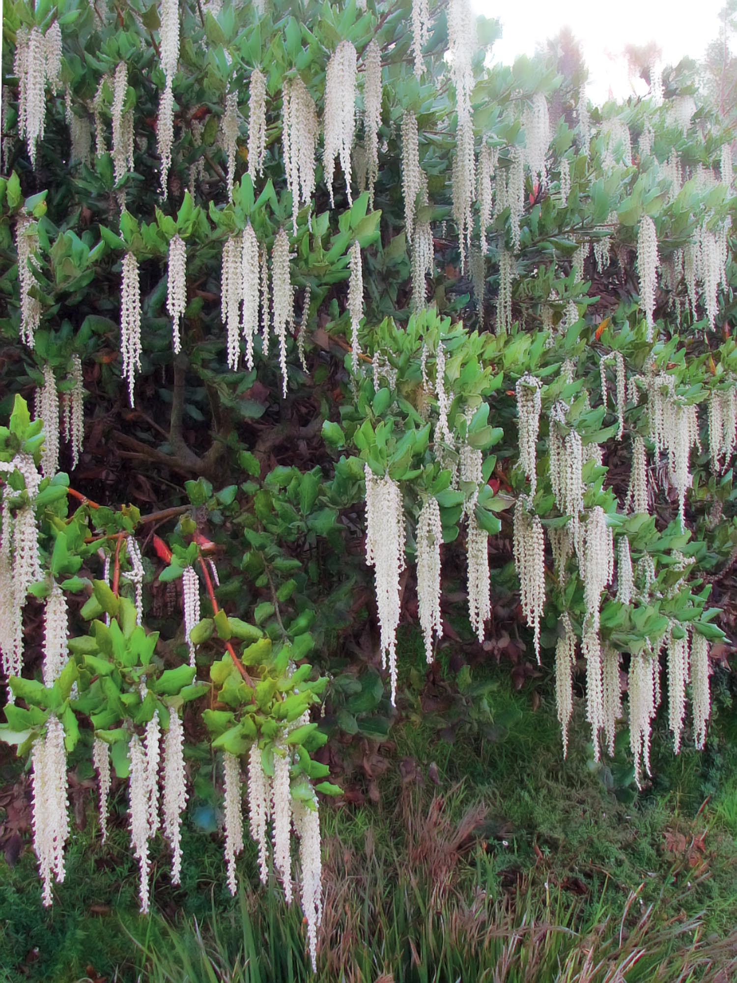 Garrya elliptica, un arbuste fiorito in inverno