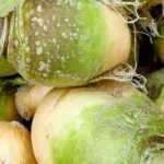 Il rutabaga: semina, coltivazione, raccolta