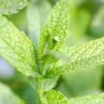 Come fare una talea di menta?