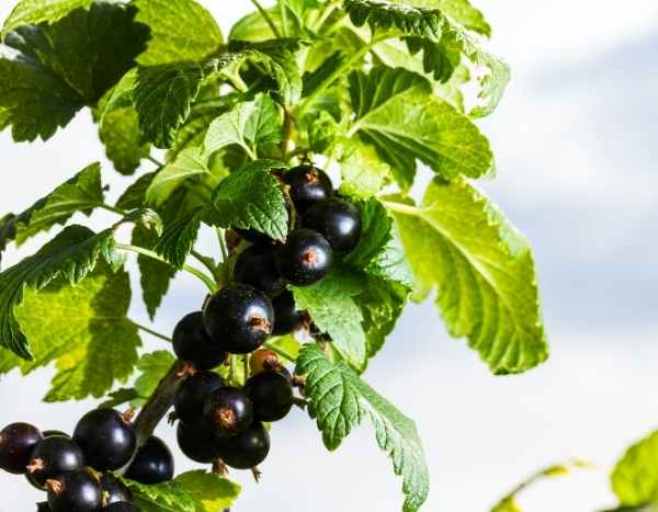 Come essiccare le foglie di ribes nero?