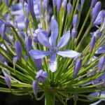 Seminare i Bulbi di Agapanthus