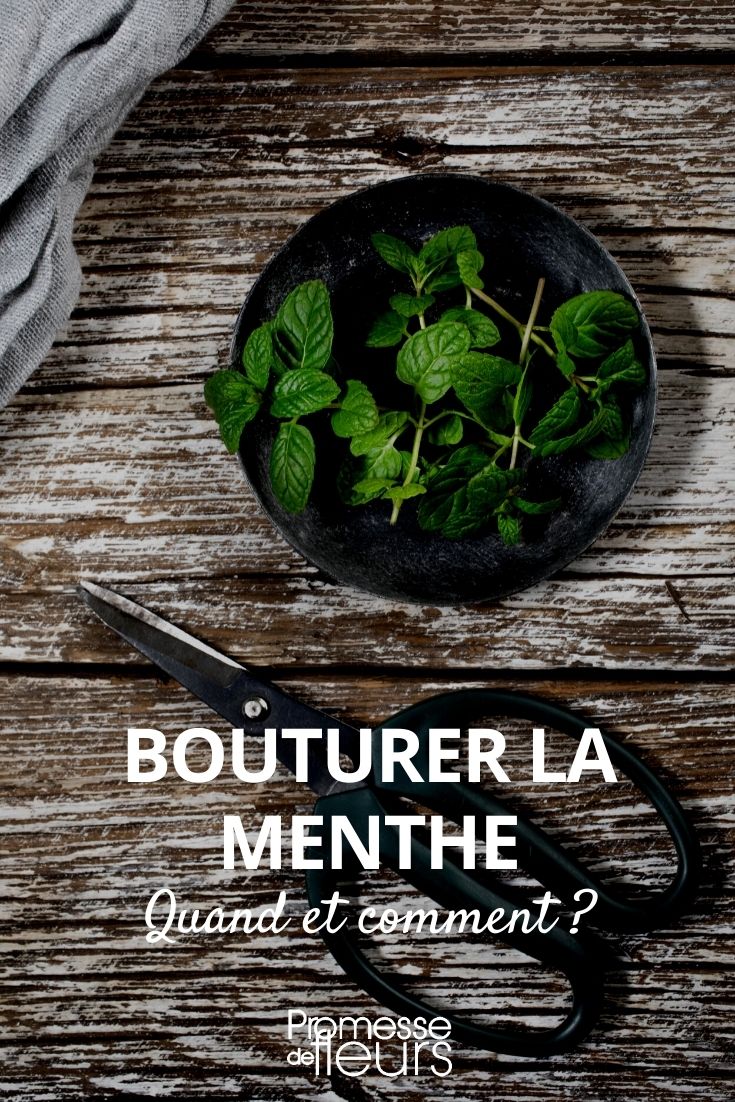 Quando e come moltiplicare la menta per talea
