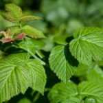 Come essiccare le foglie di lamponi?