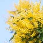 Come essiccare la mimosa?