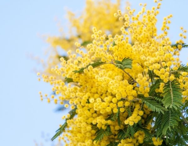 Come essiccare la mimosa?