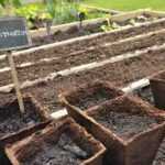 Fare le proprie semine in vasetti