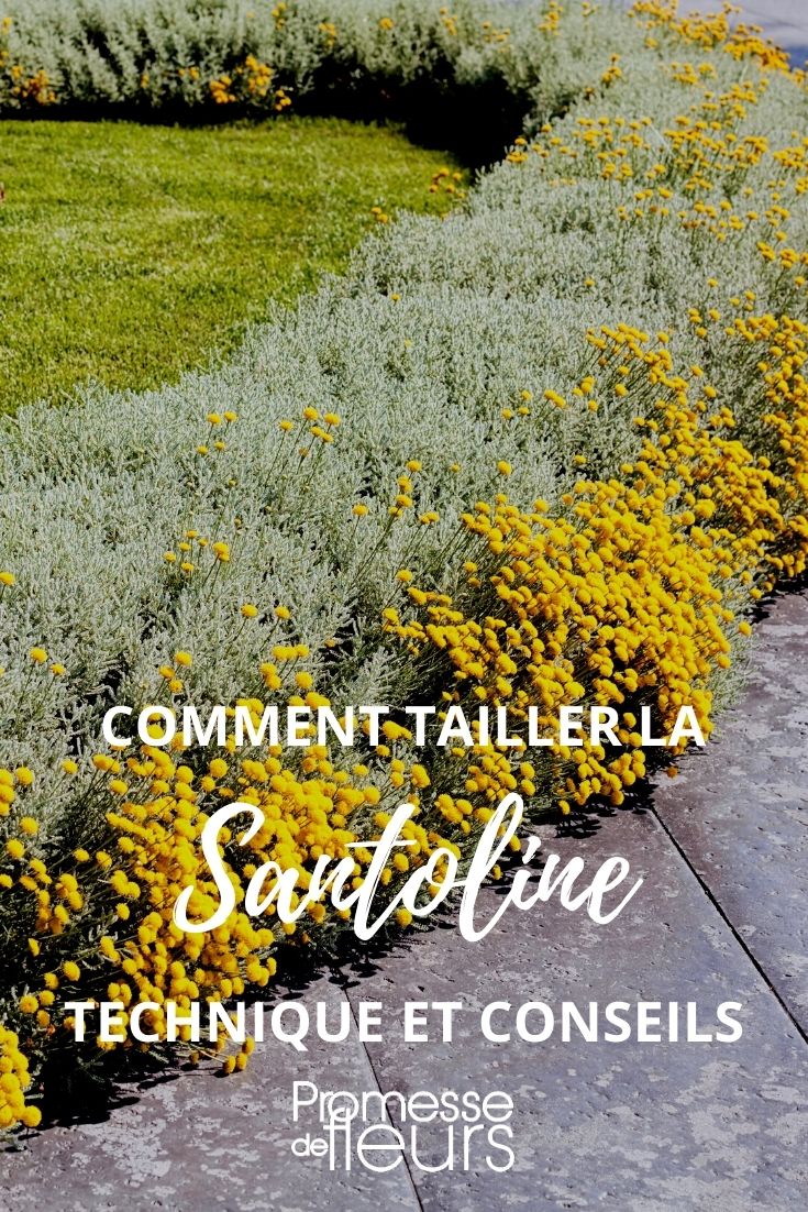 dimensione della santolina