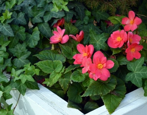 Come forzare un begonia tuberoso?