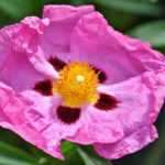 Il cisto: come ottenere una talea con successo