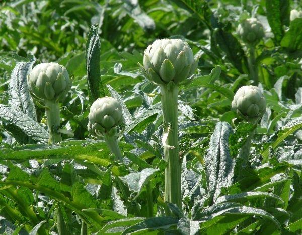 Quando e come essiccare le foglie di carciofo?