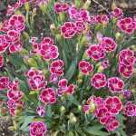 Far essiccare i Garofani