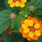 Come propagare il lantana per talea?