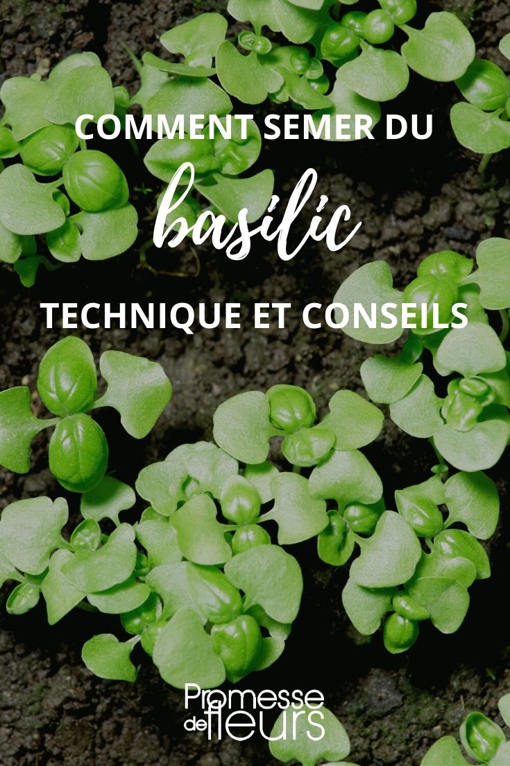 tutorial: semina del basilico