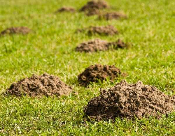 Recuperare la terra delle tane delle talpe