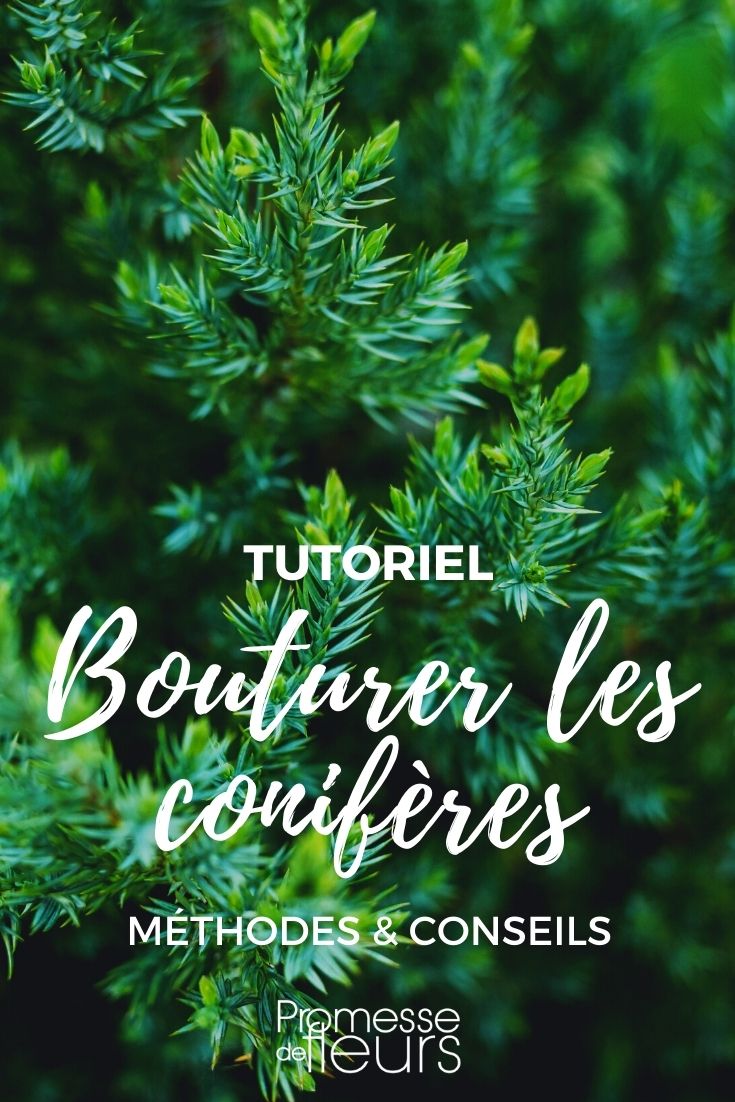 taleare le conifere