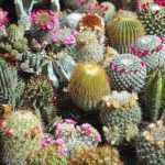 Talea di cactus e piante grasse