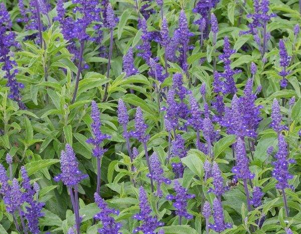 Come seminare l'Agastache?