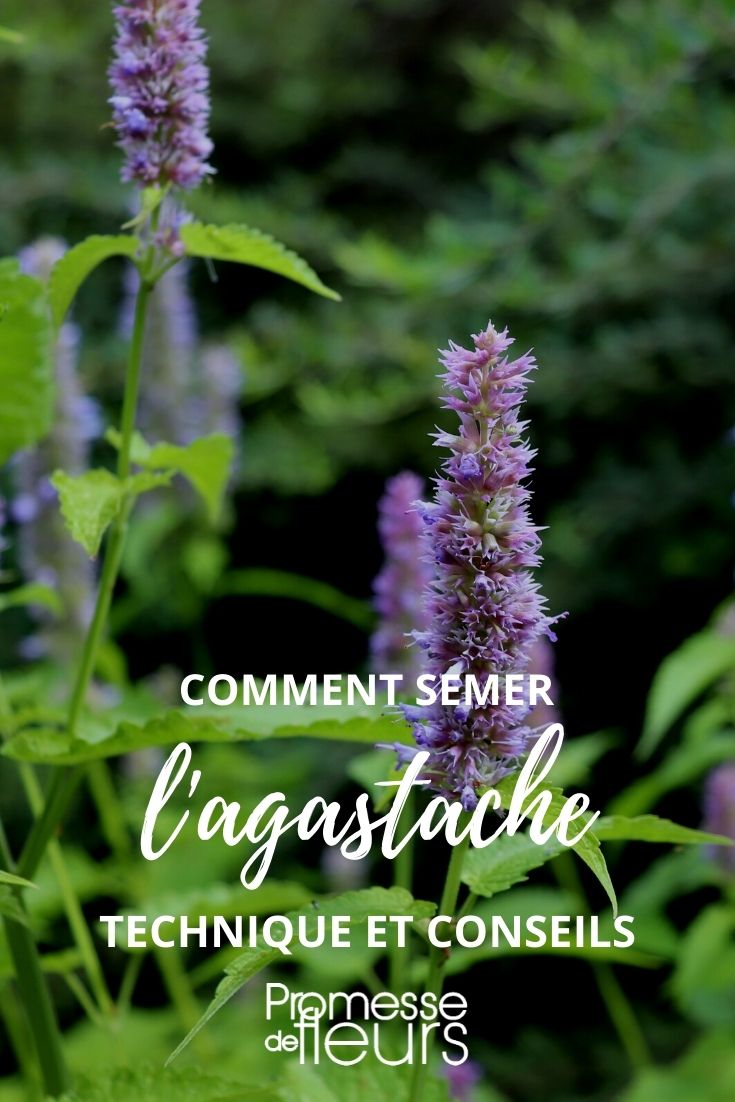 tutorial sulla semina dell'agastache