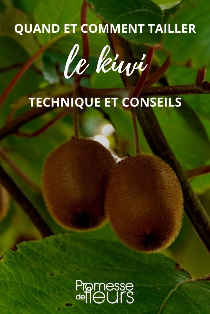 potare il kiwi