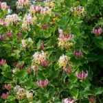 Come propagare il Caprifoglio per talea?