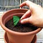 Come fare una talea di Ibisco arbustivo?