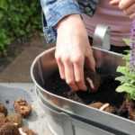 Come realizzare una fioriera di Begonie?