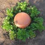 Creare un'olla fai da te per irrigare il giardino