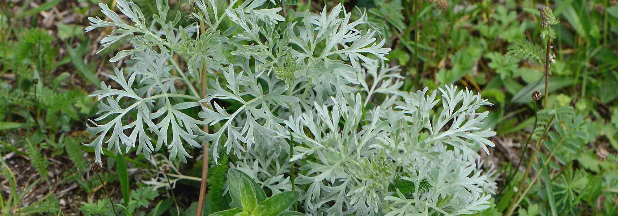 Come preparare il macerato di assenzio? Ricette, utilizzi e benefici