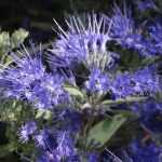 Quando e come potare un Caryopteris?