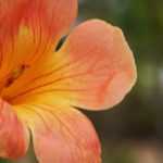 Come fare una talea di bignonia?