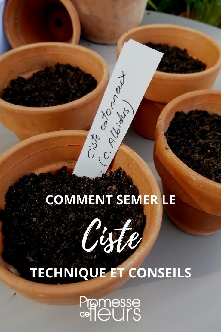 seminare cisto tutorial