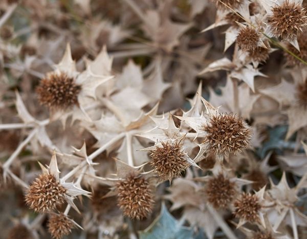 Come essiccare i fiori di cardo blu?