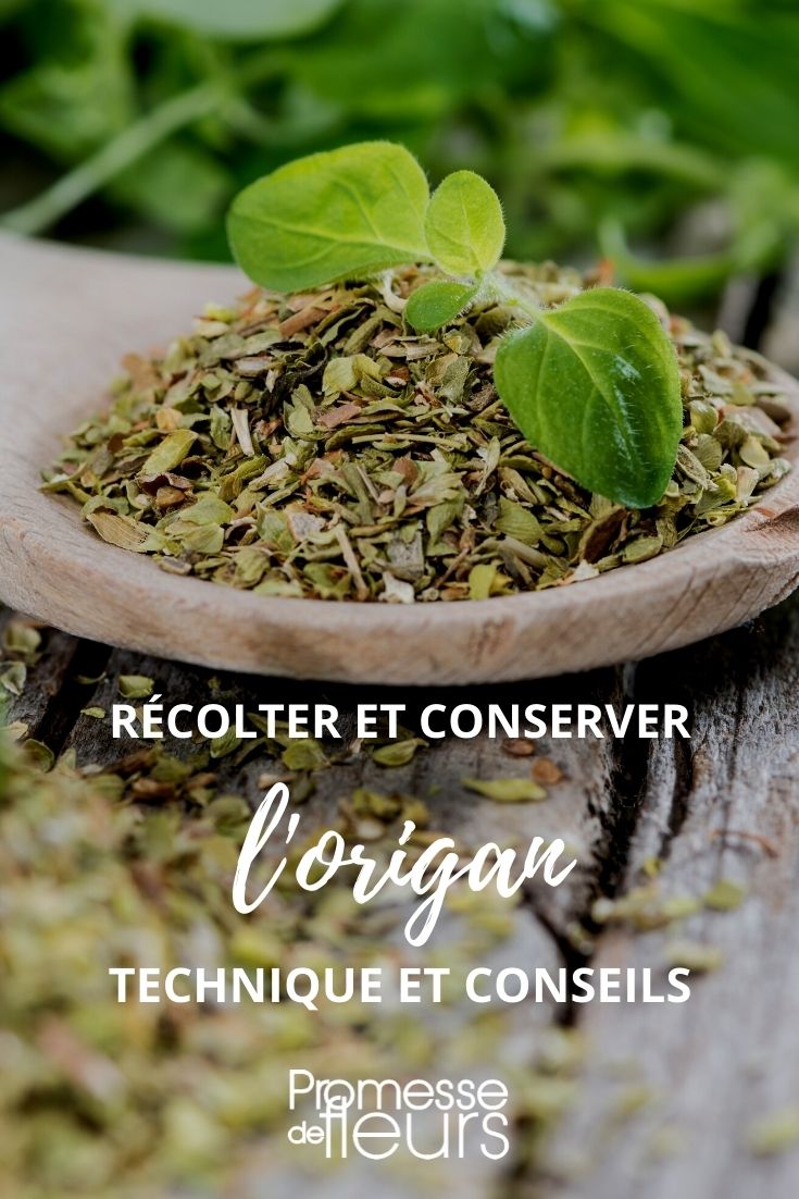 **Raccolta e conservazione dell'origano: tutorial**  

L'origano è un'erba aromatica molto apprezzata in cucina, perfetta per insaporire piatti mediterranei. Per godere al meglio del suo aroma tutto l'anno, è essenziale raccoglierlo e conservarlo correttamente. Ecco una guida semplice per farlo nel modo migliore.  

### **Quando raccogliere l'origano?**  
Il momento ideale per la raccolta è poco prima della fioritura, quando gli oli essenziali sono al massimo della concentrazione. In genere, questo avviene tra giugno e agosto.  

### **Come raccoglierlo?**  
- Utilizza delle forbici pulite per tagliare i rametti, lasciando almeno 5-10 cm di stelo per favorire la ricrescita.  
- Scegli una giornata asciutta, preferibilmente al mattino dopo che la rugiada si è asciugata.  

### **Metodi di conservazione**  
#### **1. Essiccazione**  
- Lega i rametti in mazzetti e appendili a testa in giù in un luogo asciutto, ventilato e al riparo dalla luce diretta.  
- Una volta completamente essiccato (dopo circa 1-2 settimane), stropiccia le foglie e conservale in barattoli di vetro ermetici.  

#### **2. Congelamento**  
- Lava e asciuga bene i rametti, poi riponili in sacchetti per freezer o in contenitori ermetici.  
- Puoi anche tritare le foglie e congelarle in vaschette per il ghiaccio con un po' d'olio d'oliva.  

#### **3. Conservazione in olio**  
- Metti i rametti freschi in un barattolo di vetro e coprili con olio extravergine d'oliva.  
- L'olio si aromatizzerà e potrà essere utilizzato per condire insalate e piatti vari.  

### **Consigli extra**  
- Evita di lavare l'origano prima dell'essiccazione per prevenire la formazione di muffe.  
- Etichetta sempre i contenitori con la data di conservazione.  

Ora che sai come raccogliere e conservare l'origano, potrai goderti il suo sapore intenso in ogni stagione! ????