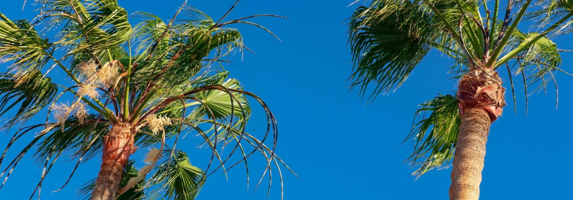 Copernicia - Palma carnauba: piantagione e cura