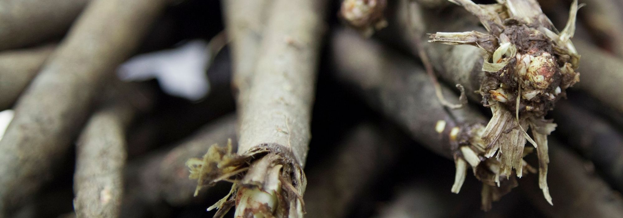 La scorzonera: semina, cura e raccolta