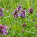 **Prunella, Brunella: piantare e coltivare**

La *Prunella*, conosciuta anche come *Brunella*, è una pianta perenne rustica e facile da coltivare, apprezzata per i suoi fiori colorati e la sua resistenza. Ecco alcuni consigli per piantarla e curarla al meglio nel tuo giardino.

### **Piantare la Brunella**

1. **Scelta del luogo**:
   - Predilige un'esposizione al sole o a mezz'ombra.
   - Si adatta bene a diversi tipi di terreno, purché ben drenati.

2. **Preparazione del terreno**:
   - Lavora il terreno per renderlo leggero e arieggiato.
   - Aggiungi del compost per migliorare la fertilità.

3. **Semina o trapianto**:
   - **Semina**: Spargi i semi in superficie e copri leggermente con terra fine. Mantieni il terreno umido fino alla germinazione.
   - **Trapianto**: Disponi le piantine a una distanza di circa 20-30 cm l'una dall'altra.

### **Coltivazione e cura**

1. **Irrigazione**:
   - Annaffia regolarmente, soprattutto durante i periodi di siccità, ma evita i ristagni d'acqua.

2. **Concimazione**:
   - Una concimazione leggera in primavera con un fertilizzante organico è sufficiente.

3. **Potatura**:
   - Taglia i fiori appassiti per favorire una nuova fioritura.
   - In autunno, puoi potare la pianta per mantenerla ordinata.

4. **Resistenza e parassiti**:
   - La Brunella è resistente alla maggior parte delle malattie e dei parassiti. Tuttavia, controlla eventuali attacchi di afidi.

### **Utilizzi in giardino**

- Ideale per bordure, giardini rocciosi o come tappezzante.
- Attira api e farfalle, contribuendo alla biodiversità del tuo spazio verde.

Con queste semplici cure, la *Prunella* regalerà al tuo giardino un tocco di colore e naturalezza per tutta la stagione!