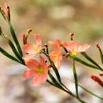 Moraea: Piantare, coltivare e curare