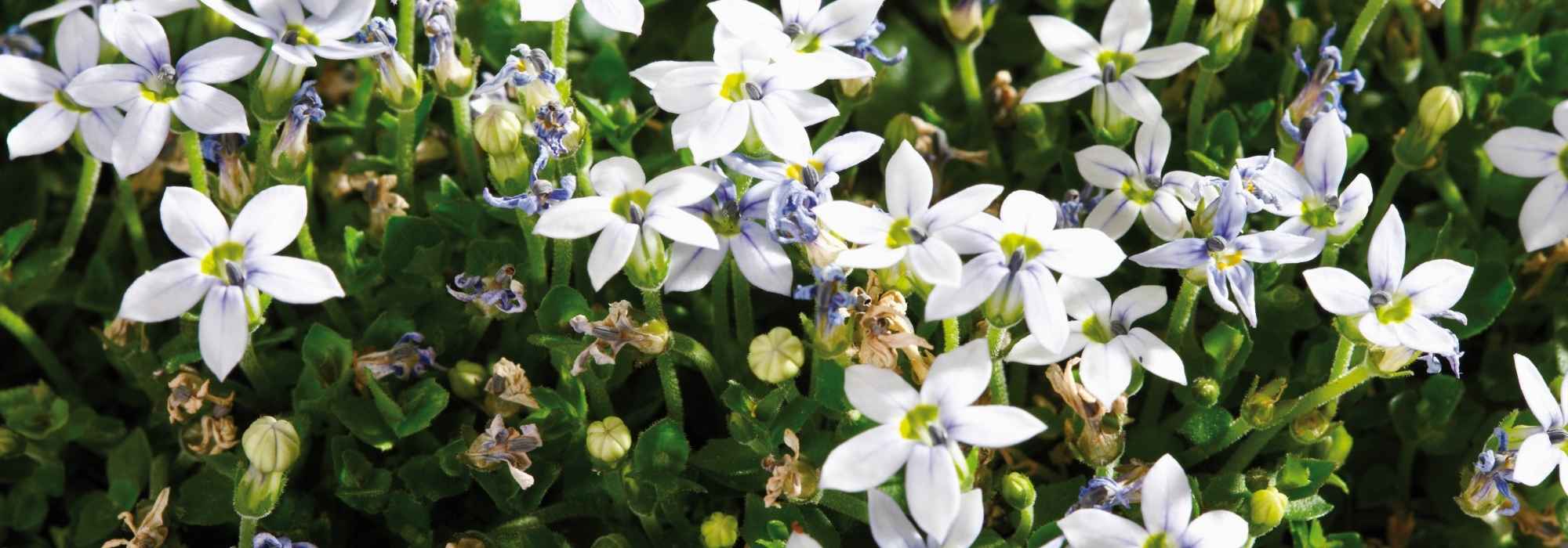 **Pratia : piantagione, coltivazione, cura**  

La Pratia è una pianta tappezzante ideale per creare un effetto moquette verde o fiorito in giardino. Facile da coltivare e resistente, è perfetta per bordure, roccaglie o come coprisuolo. Scopri come piantare, coltivare e prenderti cura della Pratia per godere della sua bellezza tutto l'anno.  

### **Piantagione della Pratia**  
- **Periodo ideale**: Piantala in primavera o in autunno.  
- **Esposizione**: Predilige posizioni soleggiate o a mezz'ombra.  
- **Terreno**: Ben drenato, fresco e ricco di humus.  

### **Coltivazione**  
- **Annaffiatura**: Mantieni il terreno umido, soprattutto nei periodi più caldi.  
- **Concimazione**: Utilizza un fertilizzante bilanciato in primavera per favorire la crescita.  
- **Propagazione**: Si moltiplica facilmente per divisione dei cespi o talea.  

### **Cura della Pratia**  
- **Potatura**: Taglia i rametti secchi o danneggiati per mantenere un aspetto ordinato.  
- **Protezione invernale**: Nelle regioni più fredde, proteggi la pianta con una pacciamatura.  
- **Malattie e parassiti**: Resistente, ma attenzione agli afidi in caso di clima troppo umido.  

Con poche cure, la Pratia regalerà al tuo giardino un tappeto fiorito o verdeggiante di grande effetto!