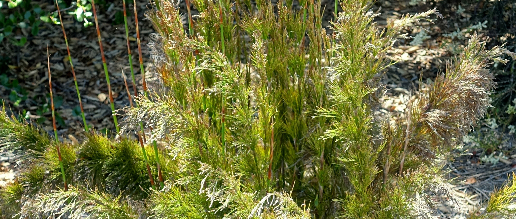 Rhodocoma : piantare, coltivare e curare