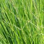 **Sesleria: piantagione, coltivazione e cura**

La Sesleria è una graminacea ornamentale apprezzata per la sua resistenza e il suo fogliame persistente. Ideale per giardini rocciosi, bordure o come copertura del terreno, questa pianta richiede poche cure e si adatta bene a diverse condizioni climatiche. Scopri come piantare, coltivare e mantenere al meglio la tua Sesleria.

### **Piantagione della Sesleria**

1. **Periodo ideale**: Il momento migliore per piantare la Sesleria è in primavera o in autunno, quando le temperature sono miti.
2. **Posizione**: Scegli un luogo soleggiato o parzialmente ombreggiato. La Sesleria tollera bene sia il sole diretto che l'ombra leggera.
3. **Terreno**: Predilige terreni ben drenati, anche poveri o sassosi. Evita i terreni troppo compatti o umidi.
4. **Distanza tra le piante**: Mantieni una distanza di circa 30-40 cm tra una pianta e l'altra per permettere una crescita armoniosa.

### **Coltivazione**

- **Annaffiatura**: La Sesleria è una pianta resistente alla siccità una volta stabilizzata. Innaffia regolarmente dopo la piantagione, poi riduci gradualmente la frequenza.
- **Concimazione**: Non richiede concimazioni abbondanti. Un apporto di compost o concime organico in primavera può favorire una crescita vigorosa.
- **Potatura**: Taglia il fogliame secco alla fine dell'inverno per stimolare la crescita di nuove foglie.

### **Cura e manutenzione**

- **Resistenza al freddo**: La Sesleria è molto resistente al freddo e sopporta temperature fino a -15°C.
- **Malattie e parassiti**: Raramente soggetta a malattie, può occasionalmente essere attaccata da afidi. In tal caso, tratta con prodotti naturali o insetticidi specifici.
- **Propagazione**: Puoi moltiplicare la Sesleria per divisione dei cespi in primavera o autunno.

### **Consigli extra**

- **Abbinamenti**: Combinala con altre graminacee ornamentali o piante perenni come l'Echinacea o la Lavanda per un effetto naturale e armonioso.
- **Utilizzo in giardino**: Perfetta per creare contrasti di texture e colore, la Sesleria è ideale anche in giardini a bassa manutenzione.

Con queste semplici indicazioni, la tua Sesleria crescerà rigogliosa, regalandoti un tocco di eleganza e naturalezza nel tuo giardino!