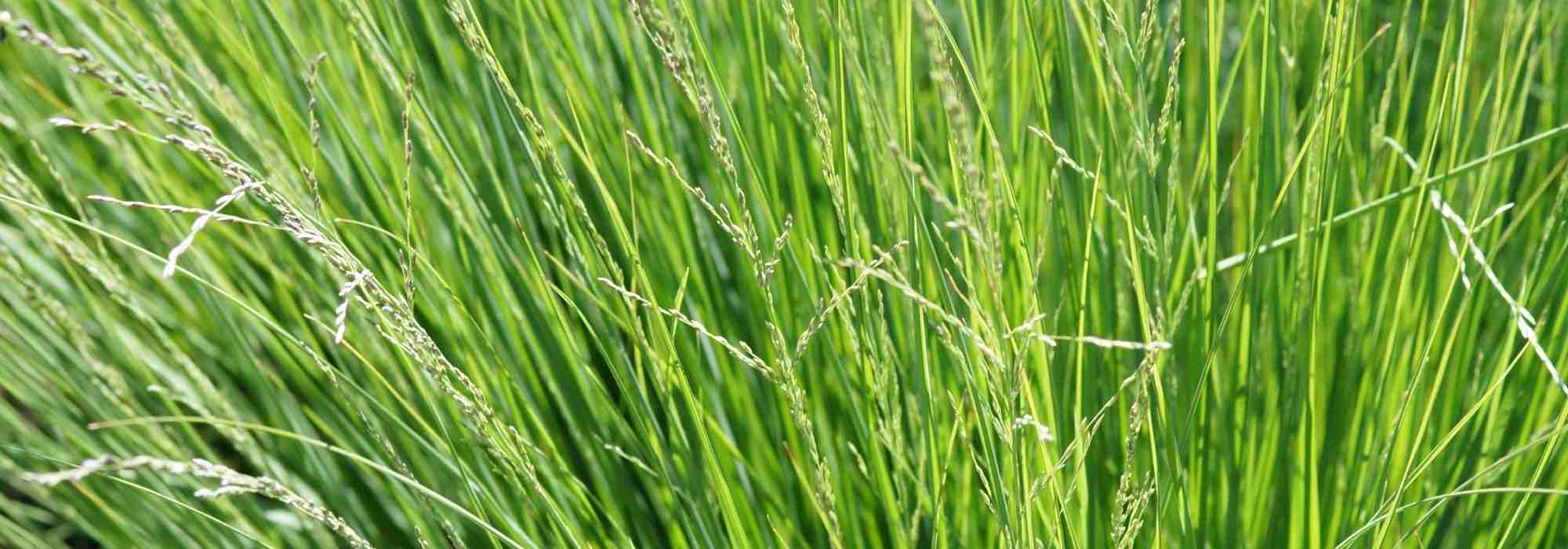 **Sesleria: piantagione, coltivazione e cura**

La Sesleria è una graminacea ornamentale apprezzata per la sua resistenza e il suo fogliame persistente. Ideale per giardini rocciosi, bordure o come copertura del terreno, questa pianta richiede poche cure e si adatta bene a diverse condizioni climatiche. Scopri come piantare, coltivare e mantenere al meglio la tua Sesleria.

### **Piantagione della Sesleria**

1. **Periodo ideale**: Il momento migliore per piantare la Sesleria è in primavera o in autunno, quando le temperature sono miti.
2. **Posizione**: Scegli un luogo soleggiato o parzialmente ombreggiato. La Sesleria tollera bene sia il sole diretto che l'ombra leggera.
3. **Terreno**: Predilige terreni ben drenati, anche poveri o sassosi. Evita i terreni troppo compatti o umidi.
4. **Distanza tra le piante**: Mantieni una distanza di circa 30-40 cm tra una pianta e l'altra per permettere una crescita armoniosa.

### **Coltivazione**

- **Annaffiatura**: La Sesleria è una pianta resistente alla siccità una volta stabilizzata. Innaffia regolarmente dopo la piantagione, poi riduci gradualmente la frequenza.
- **Concimazione**: Non richiede concimazioni abbondanti. Un apporto di compost o concime organico in primavera può favorire una crescita vigorosa.
- **Potatura**: Taglia il fogliame secco alla fine dell'inverno per stimolare la crescita di nuove foglie.

### **Cura e manutenzione**

- **Resistenza al freddo**: La Sesleria è molto resistente al freddo e sopporta temperature fino a -15°C.
- **Malattie e parassiti**: Raramente soggetta a malattie, può occasionalmente essere attaccata da afidi. In tal caso, tratta con prodotti naturali o insetticidi specifici.
- **Propagazione**: Puoi moltiplicare la Sesleria per divisione dei cespi in primavera o autunno.

### **Consigli extra**

- **Abbinamenti**: Combinala con altre graminacee ornamentali o piante perenni come l'Echinacea o la Lavanda per un effetto naturale e armonioso.
- **Utilizzo in giardino**: Perfetta per creare contrasti di texture e colore, la Sesleria è ideale anche in giardini a bassa manutenzione.

Con queste semplici indicazioni, la tua Sesleria crescerà rigogliosa, regalandoti un tocco di eleganza e naturalezza nel tuo giardino!