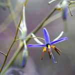 Dianella : Piantagione, coltivazione e cura