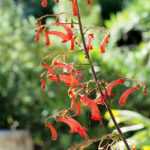 **Phygelius : Piantare, Coltivare e Curare**