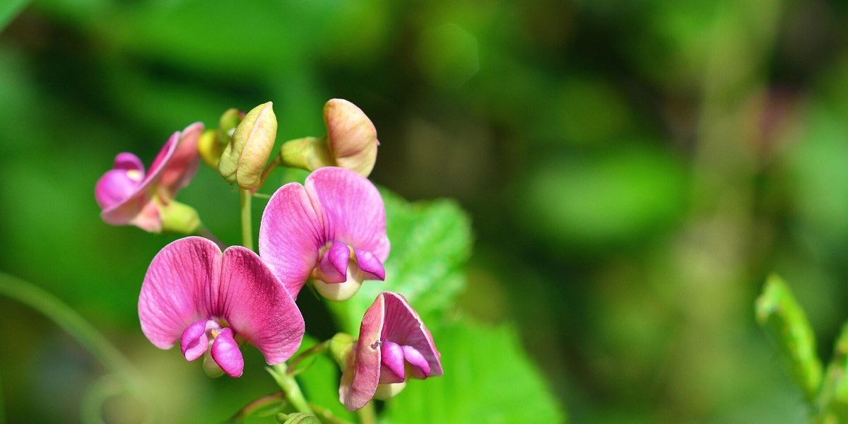 **Lathyrus: piantare, coltivare e curare**  

Scopri come piantare, coltivare e prenderti cura del **Lathyrus**, una pianta ornamentale apprezzata per i suoi fiori colorati e profumati.  

### **Piantare il Lathyrus**  
1. **Scelta del luogo**: Preferisce posizioni soleggiate o parzialmente ombreggiate.  
2. **Tipo di terreno**: Opta per un terreno ben drenato e ricco di sostanze organiche.  
3. **Semina**: Puoi seminare i semi direttamente in giardino in primavera o in autunno.  

### **Coltivazione**  
- **Irrigazione**: Mantieni il terreno umido, ma evita i ristagni d'acqua.  
- **Concimazione**: Utilizza un fertilizzante bilanciato durante la stagione di crescita.  
- **Supporto**: Fornisci un sostegno come un graticcio o dei tutori per le varietà rampicanti.  

### **Cura**  
- **Potatura**: Rimuovi i fiori appassiti per favorire una fioritura continua.  
- **Protezione invernale**: Nelle zone con inverni rigidi, proteggi le radici con una pacciamatura.  

Con queste semplici accortezze, il tuo **Lathyrus** regalerà al tuo giardino un tocco di eleganza e profumo!