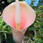 **Amorphophallus : piantare e curare**  

L'*Amorphophallus* è una pianta esotica e affascinante, nota per il suo aspetto unico e il suo fiore spettacolare, spesso associato a un odore particolare. Se vuoi coltivare questa pianta nel tuo giardino o in casa, ecco alcuni consigli per piantarla e prendertene cura al meglio.  

### **Piantare l'Amorphophallus**  

1. **Scelta del tubero**:  
   Assicurati di acquistare tuberi sani e privi di danni. Più grande è il tubero, più velocemente la pianta fiorirà.  

2. **Periodo di piantagione**:  
   Il momento migliore per piantare l'*Amorphophallus* è in primavera, quando le temperature si stabilizzano sopra i 15°C.  

3. **Terreno**:  
   Utilizza un terreno ben drenato, ricco di materia organica. Un mix di terriccio universale e sabbia è ideale.  

4. **Profondità e distanza**:  
   Pianta il tubero a una profondità pari al doppio della sua altezza, con la parte superiore rivolta verso l'alto. Lascia almeno 30 cm di spazio tra ogni tubero.  

5. **Posizione**:  
   Scegli un luogo luminoso ma protetto dalla luce diretta del sole, soprattutto nelle ore più calde.  

### **Cura dell'Amorphophallus**  

1. **Irrigazione**:  
   Mantieni il terreno umido ma non inzuppato. Durante il periodo di crescita attiva, annaffia regolarmente, riducendo gradualmente quando la pianta entra in dormienza.  

2. **Concimazione**:  
   Applica un fertilizzante bilanciato ogni 4-6 settimane durante la stagione di crescita per favorire una fioritura rigogliosa.  

3. **Temperatura**:  
   L'*Amorphophallus* preferisce temperature tra i 20°C e i 30°C. Proteggilo dal freddo e dalle gelate.  

4. **Dormienza**:  
   Dopo la fioritura, la pianta entra in un periodo di dormienza. Riduci le annaffiature e lascia che il fogliame si secchi naturalmente.  

5. **Parassiti e malattie**:  
   Controlla la presenza di afidi o acari e tratta con insetticidi naturali se necessario. Evita i ristagni d'acqua per prevenire marciumi radicali.  

### **Curiosità**  
L'*Amorphophallus titanum*, conosciuto come "fiore cadavere", è famoso per il suo odore forte e sgradevole, che attira gli insetti impollinatori. Sebbene non tutte le specie abbiano questo tratto, è una caratteristica che rende questa pianta ancora più affascinante!  

Con le giuste cure, l'*Amorphophallus* può diventare una straordinaria aggiunta alla tua collezione di piante. Buona coltivazione!