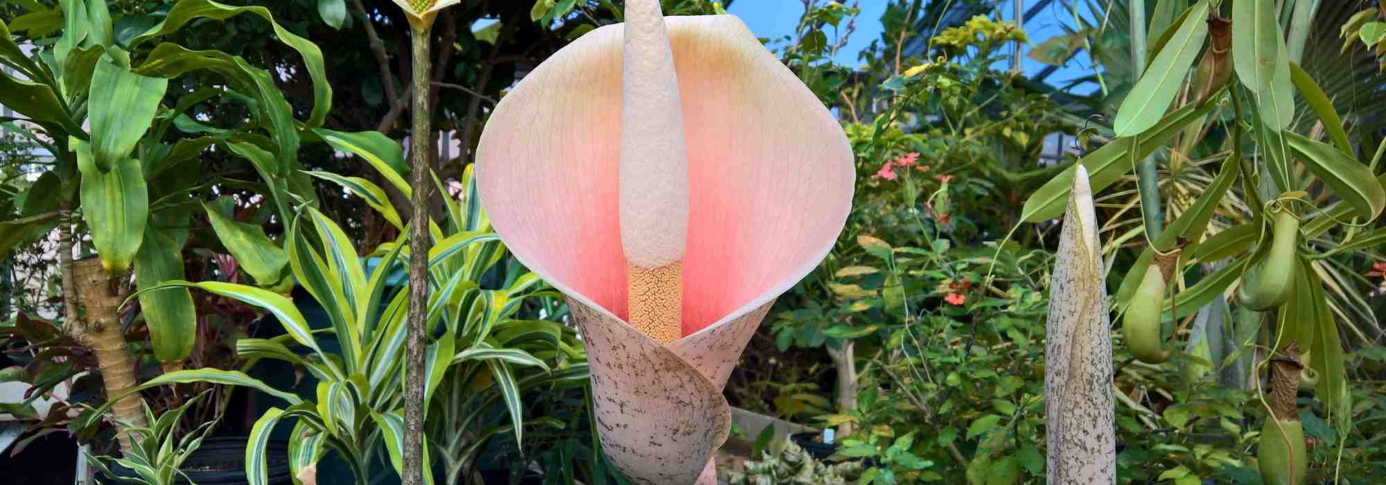 **Amorphophallus : piantare e curare**  

L'*Amorphophallus* è una pianta esotica e affascinante, nota per il suo aspetto unico e il suo fiore spettacolare, spesso associato a un odore particolare. Se vuoi coltivare questa pianta nel tuo giardino o in casa, ecco alcuni consigli per piantarla e prendertene cura al meglio.  

### **Piantare l'Amorphophallus**  

1. **Scelta del tubero**:  
   Assicurati di acquistare tuberi sani e privi di danni. Più grande è il tubero, più velocemente la pianta fiorirà.  

2. **Periodo di piantagione**:  
   Il momento migliore per piantare l'*Amorphophallus* è in primavera, quando le temperature si stabilizzano sopra i 15°C.  

3. **Terreno**:  
   Utilizza un terreno ben drenato, ricco di materia organica. Un mix di terriccio universale e sabbia è ideale.  

4. **Profondità e distanza**:  
   Pianta il tubero a una profondità pari al doppio della sua altezza, con la parte superiore rivolta verso l'alto. Lascia almeno 30 cm di spazio tra ogni tubero.  

5. **Posizione**:  
   Scegli un luogo luminoso ma protetto dalla luce diretta del sole, soprattutto nelle ore più calde.  

### **Cura dell'Amorphophallus**  

1. **Irrigazione**:  
   Mantieni il terreno umido ma non inzuppato. Durante il periodo di crescita attiva, annaffia regolarmente, riducendo gradualmente quando la pianta entra in dormienza.  

2. **Concimazione**:  
   Applica un fertilizzante bilanciato ogni 4-6 settimane durante la stagione di crescita per favorire una fioritura rigogliosa.  

3. **Temperatura**:  
   L'*Amorphophallus* preferisce temperature tra i 20°C e i 30°C. Proteggilo dal freddo e dalle gelate.  

4. **Dormienza**:  
   Dopo la fioritura, la pianta entra in un periodo di dormienza. Riduci le annaffiature e lascia che il fogliame si secchi naturalmente.  

5. **Parassiti e malattie**:  
   Controlla la presenza di afidi o acari e tratta con insetticidi naturali se necessario. Evita i ristagni d'acqua per prevenire marciumi radicali.  

### **Curiosità**  
L'*Amorphophallus titanum*, conosciuto come "fiore cadavere", è famoso per il suo odore forte e sgradevole, che attira gli insetti impollinatori. Sebbene non tutte le specie abbiano questo tratto, è una caratteristica che rende questa pianta ancora più affascinante!  

Con le giuste cure, l'*Amorphophallus* può diventare una straordinaria aggiunta alla tua collezione di piante. Buona coltivazione!