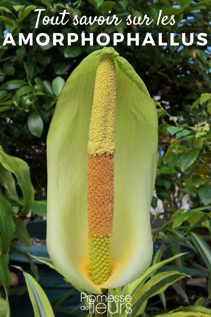 Amorphophallus scheda pianta