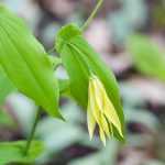 **Uvularia : Piantare, coltivare e curare**  

L'Uvularia è una pianta perenne affascinante, apprezzata per i suoi fiori penduli a forma di campana e il fogliame elegante. Originaria delle foreste umide del Nord America, questa pianta è perfetta per aggiungere un tocco di delicatezza e mistero ai giardini ombrosi.  

### **Piantare l'Uvularia**  
1. **Scelta del luogo**: Preferisce zone ombreggiate o semi-ombreggiate, simili al suo habitat naturale nelle foreste.  
2. **Terreno**: Opta per un terreno ricco, umido e ben drenato, con un pH leggermente acido.  
3. **Piantagione**: Scava una buca leggermente più grande della zolla, posiziona la pianta e riempi con terra, comprimendo delicatamente.  

### **Coltivazione**  
- **Annaffiatura**: Mantieni il terreno costantemente umido, soprattutto durante i periodi di siccità.  
- **Pacciamatura**: Applica uno strato di pacciame organico per conservare l'umidità e proteggere le radici.  
- **Concimazione**: Utilizza un fertilizzante bilanciato in primavera per favorire una crescita vigorosa.  

### **Cura**  
- **Potatura**: Rimuovi le foglie morte o danneggiate per mantenere la pianta sana.  
- **Protezione invernale**: Nelle zone con inverni rigidi, proteggi la base della pianta con una copertura di foglie secche.  

L'Uvularia è una scelta eccellente per chi cerca una pianta resistente e poco esigente, capace di regalare fioriture incantevoli ogni anno. Con le giuste cure, questa perenne diventerà un punto focale nel tuo giardino ombroso.