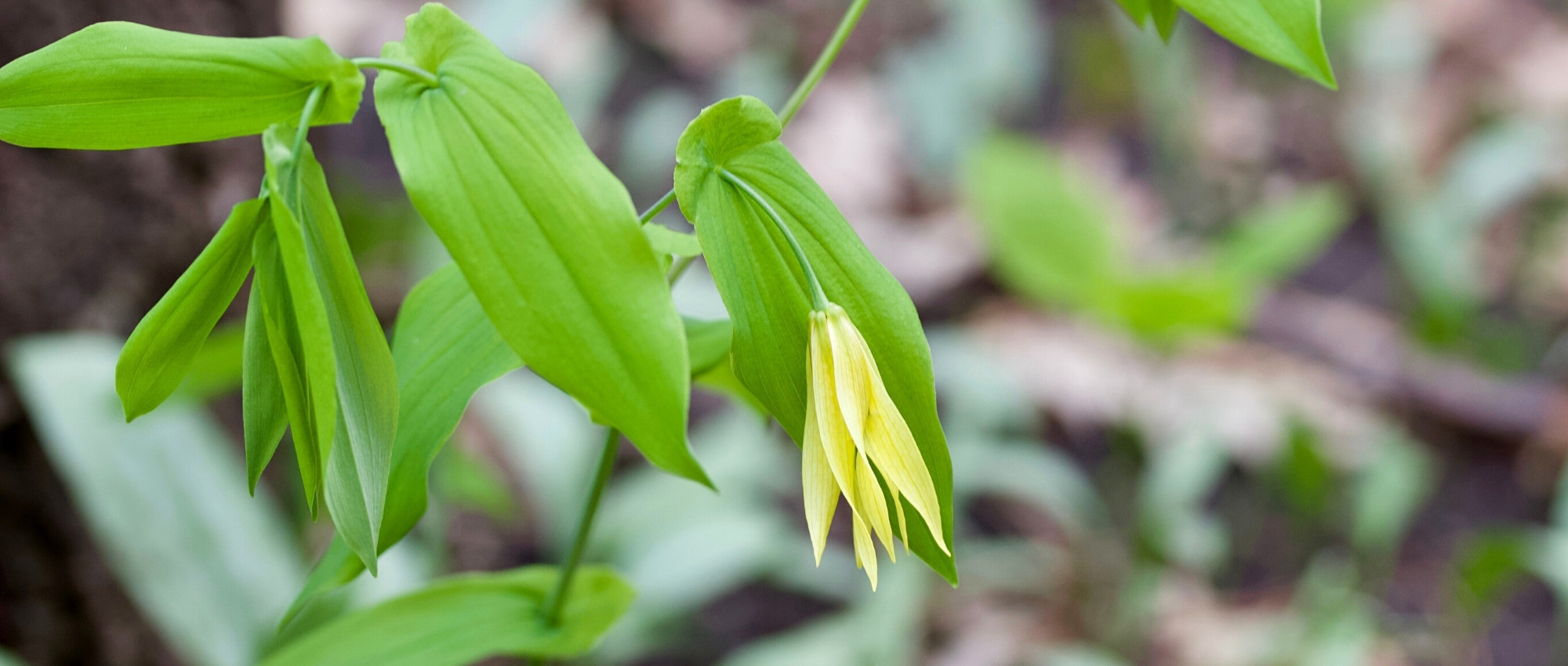 **Uvularia : Piantare, coltivare e curare**  

L'Uvularia è una pianta perenne affascinante, apprezzata per i suoi fiori penduli a forma di campana e il fogliame elegante. Originaria delle foreste umide del Nord America, questa pianta è perfetta per aggiungere un tocco di delicatezza e mistero ai giardini ombrosi.  

### **Piantare l'Uvularia**  
1. **Scelta del luogo**: Preferisce zone ombreggiate o semi-ombreggiate, simili al suo habitat naturale nelle foreste.  
2. **Terreno**: Opta per un terreno ricco, umido e ben drenato, con un pH leggermente acido.  
3. **Piantagione**: Scava una buca leggermente più grande della zolla, posiziona la pianta e riempi con terra, comprimendo delicatamente.  

### **Coltivazione**  
- **Annaffiatura**: Mantieni il terreno costantemente umido, soprattutto durante i periodi di siccità.  
- **Pacciamatura**: Applica uno strato di pacciame organico per conservare l'umidità e proteggere le radici.  
- **Concimazione**: Utilizza un fertilizzante bilanciato in primavera per favorire una crescita vigorosa.  

### **Cura**  
- **Potatura**: Rimuovi le foglie morte o danneggiate per mantenere la pianta sana.  
- **Protezione invernale**: Nelle zone con inverni rigidi, proteggi la base della pianta con una copertura di foglie secche.  

L'Uvularia è una scelta eccellente per chi cerca una pianta resistente e poco esigente, capace di regalare fioriture incantevoli ogni anno. Con le giuste cure, questa perenne diventerà un punto focale nel tuo giardino ombroso.