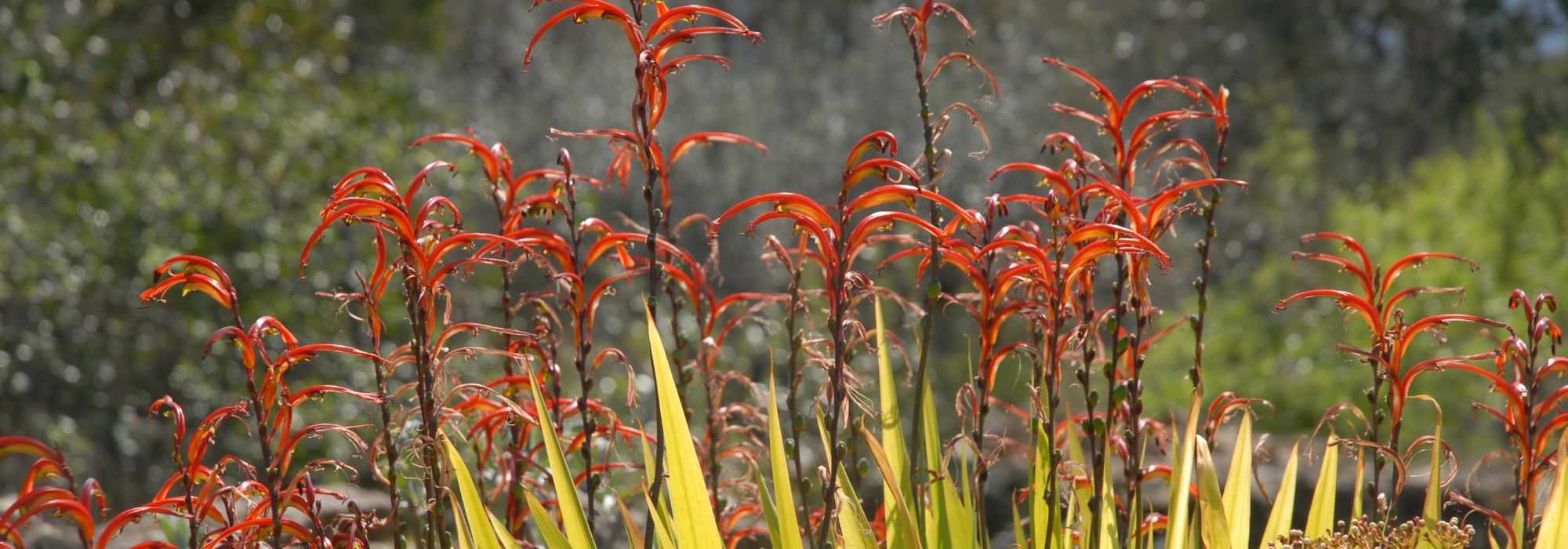 **Chasmanthe - Chasmante: piantare, coltivare e curare**